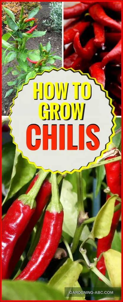 how to grow chilis