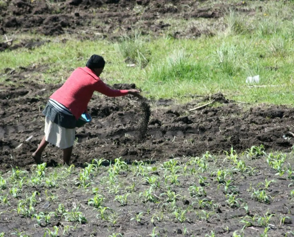 how to use manure