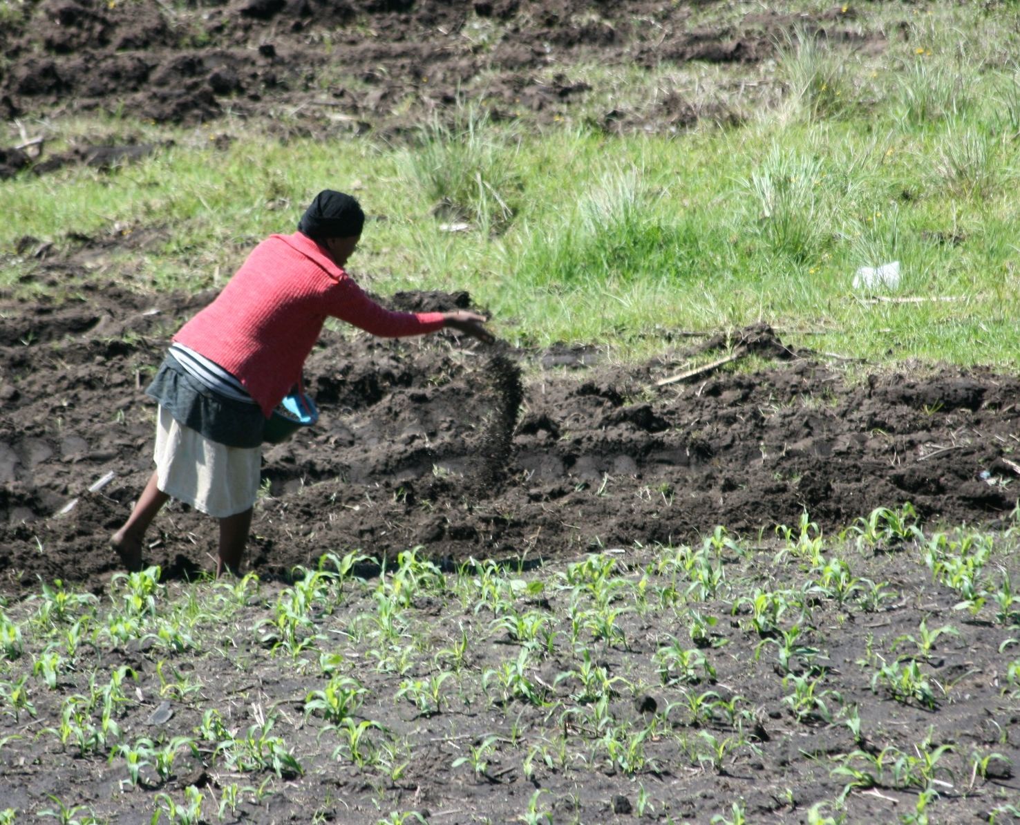 manure-for-garden-what-is-manure-how-to-use-it-in-your-garden