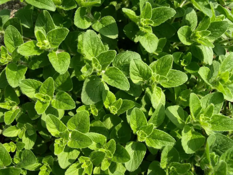 Growing Oregano At Home: Grow Your Own Oregano with These Simple Steps