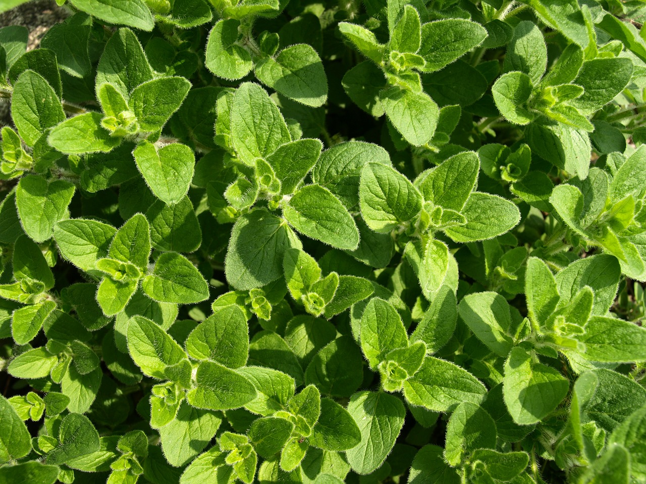 oregano growing tips