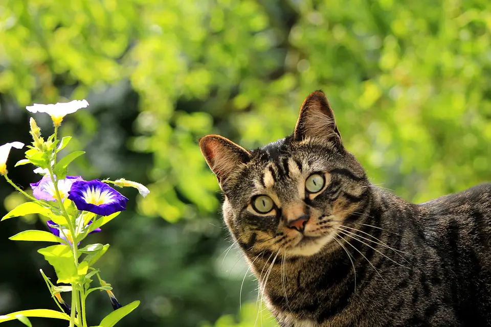 pet friendly gardens