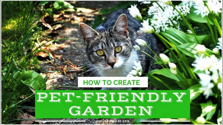 How to make a Pet Friendly Garden