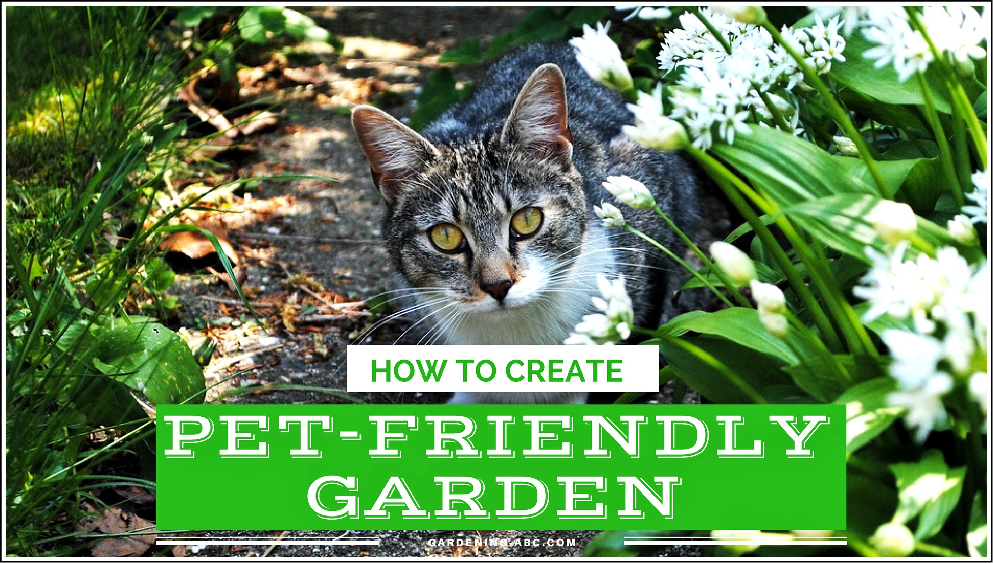 pet-friendly garden how to