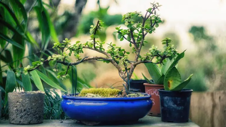 How To Wire A Bonsai Tree: An Easy Guide On Bonsai Wiring