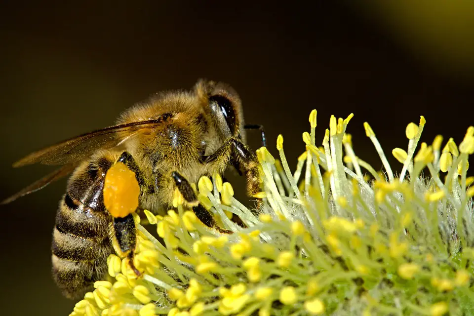 Making pollinator garden