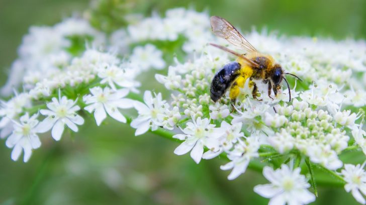 What is A Pollinator Garden How to Make Your Garden Pollinator friendly ...