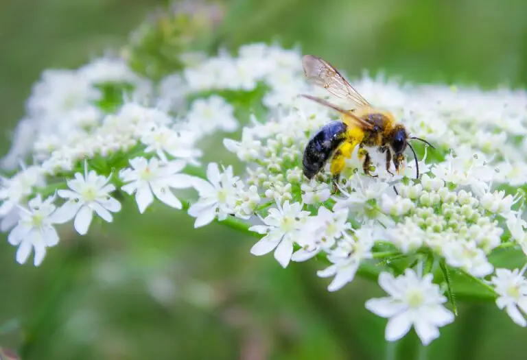 What is A Pollinator Garden How to Make Your Garden Pollinator friendly