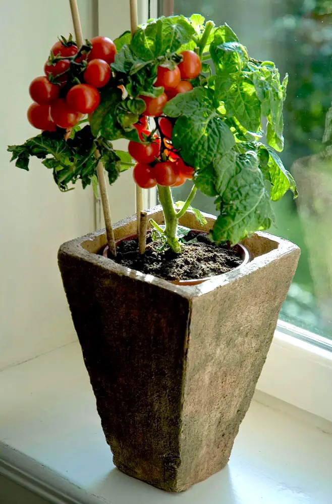 Best plants for containers