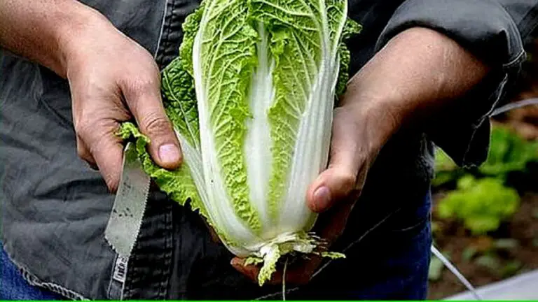 Can You Prune A Cabbage Plant? Here is The Surprising Truth