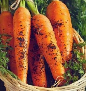 how to grow carrots