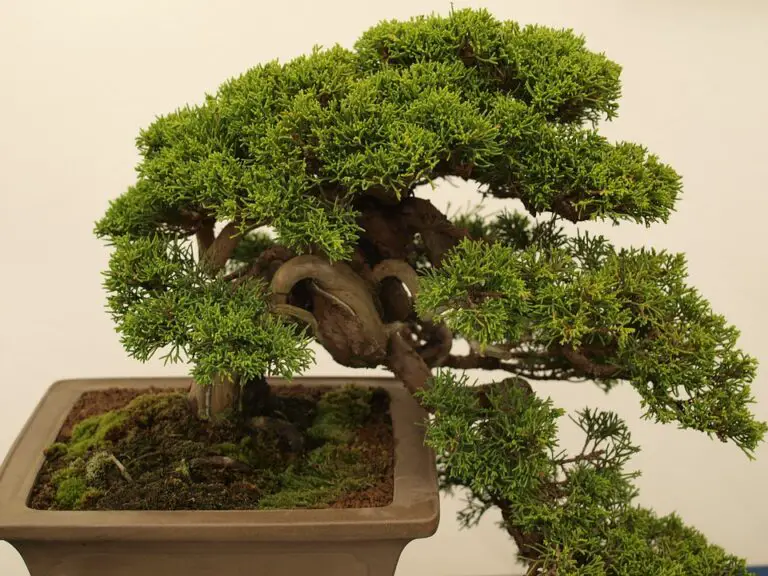 Bonsai Watering Guide: How To Water Bonsai Trees Properly?