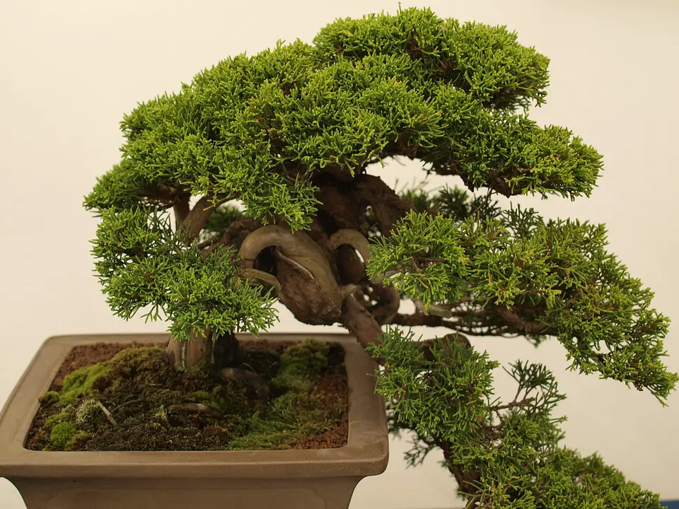 how to water a bonsai plant