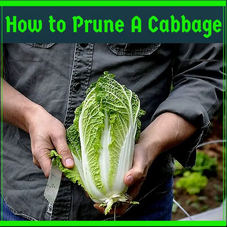 how to prune cabbage