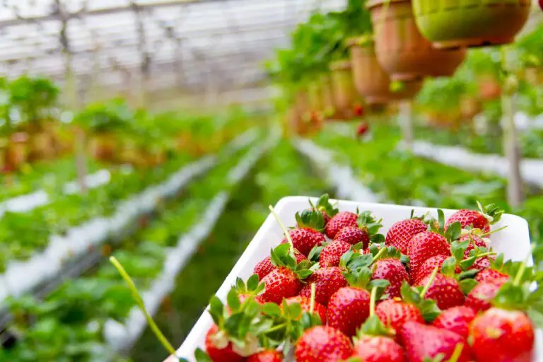 5 Reasons Why You Should Be Growing Strawberries In Coco Coir
