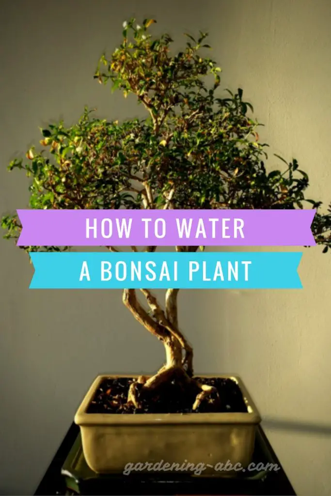 how to water a bonsai