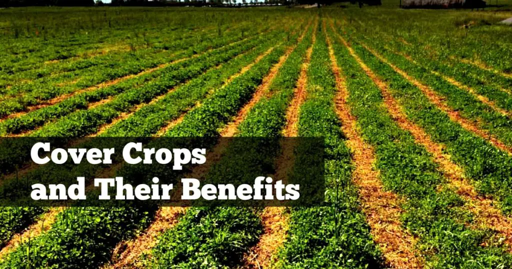 Cover crops growing in a field