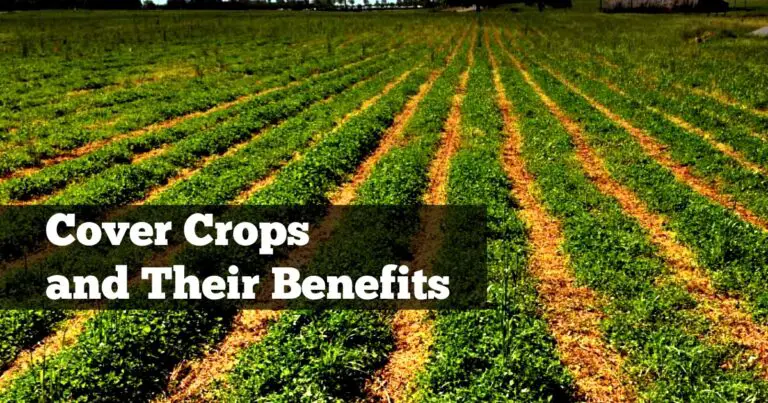 What Is A Cover Crop: A General Idea About Cover Crops and Their Benefits