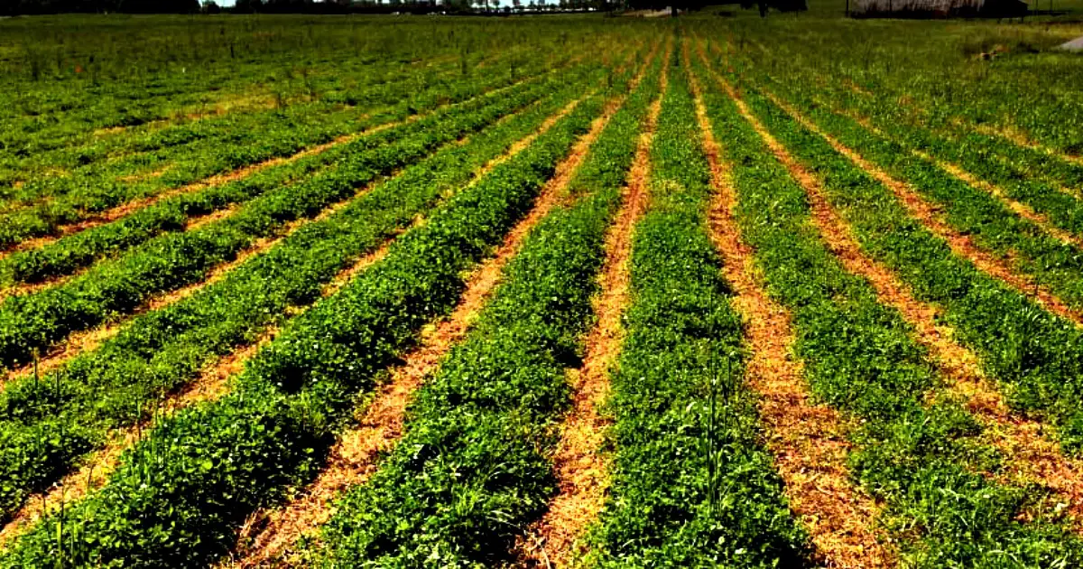 cover-crops-gardening-abc