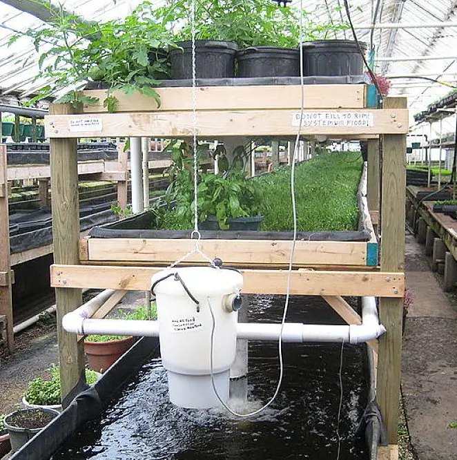 5 Advantages of Aquaponics That Nobody Can Deny