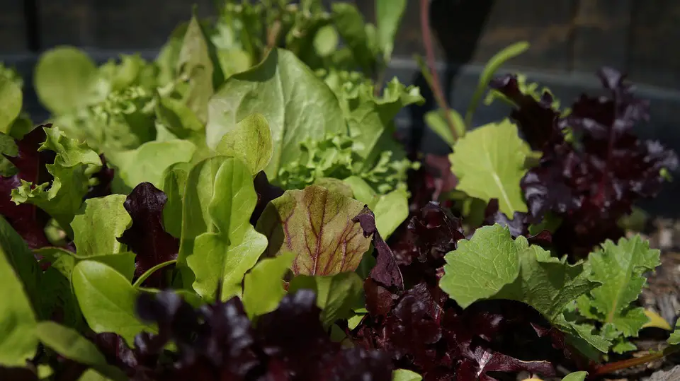 benefits of aquaponics