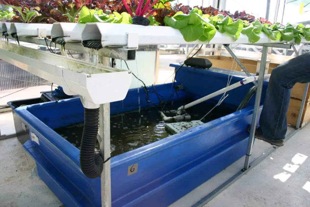 aquaponics success additives