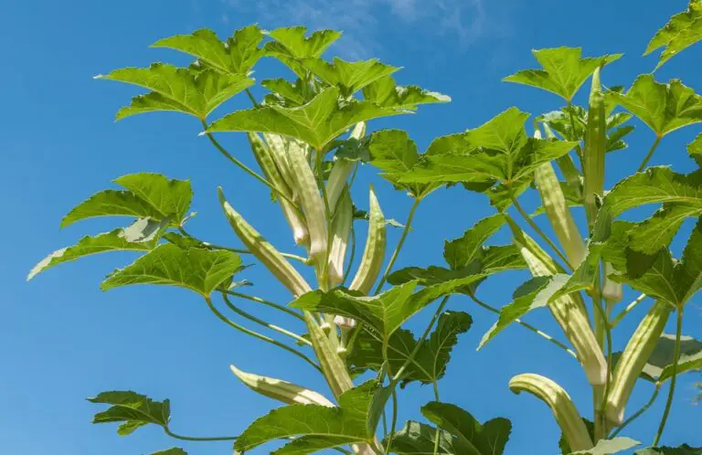 Now You Can Have a Bountiful Harvest of Okra: Your FAQs Answered