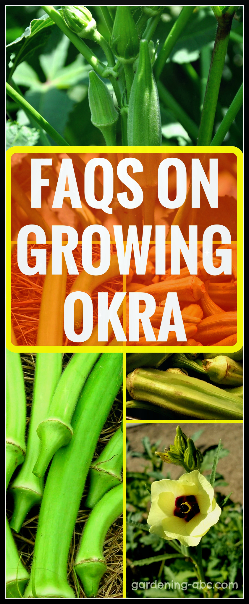 okra growing faqs