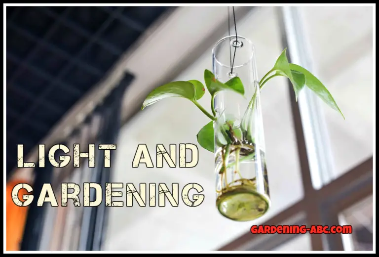Are South-Facing Windows Good for Plants? Top 6 Plants You Can Grow Here