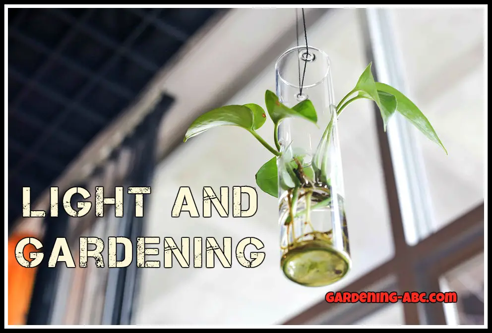 light and gardening