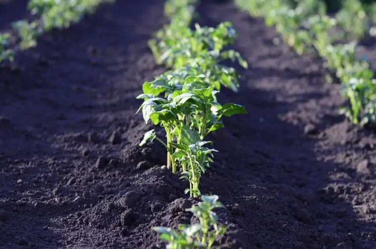 Potato Companion Plants: What To Plant With Potatoes