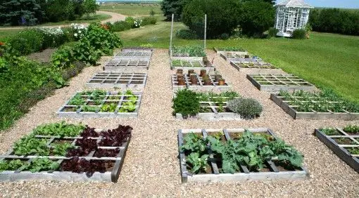 square foot garden