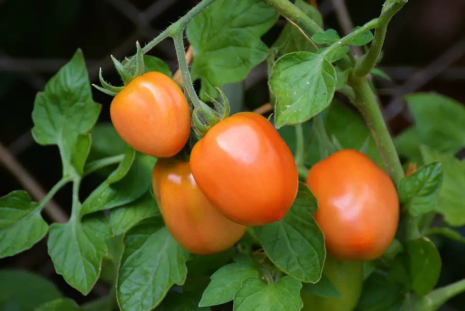 tomato for vertical garden