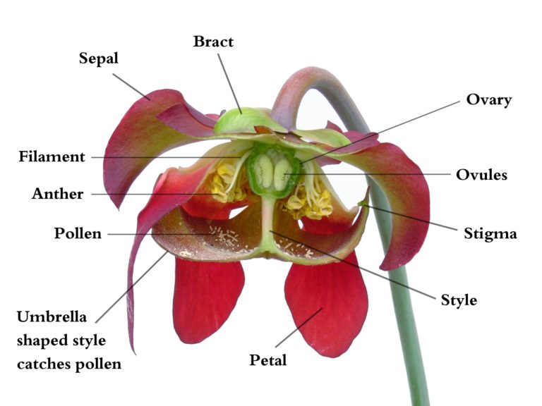 A simple guide to plant pollination