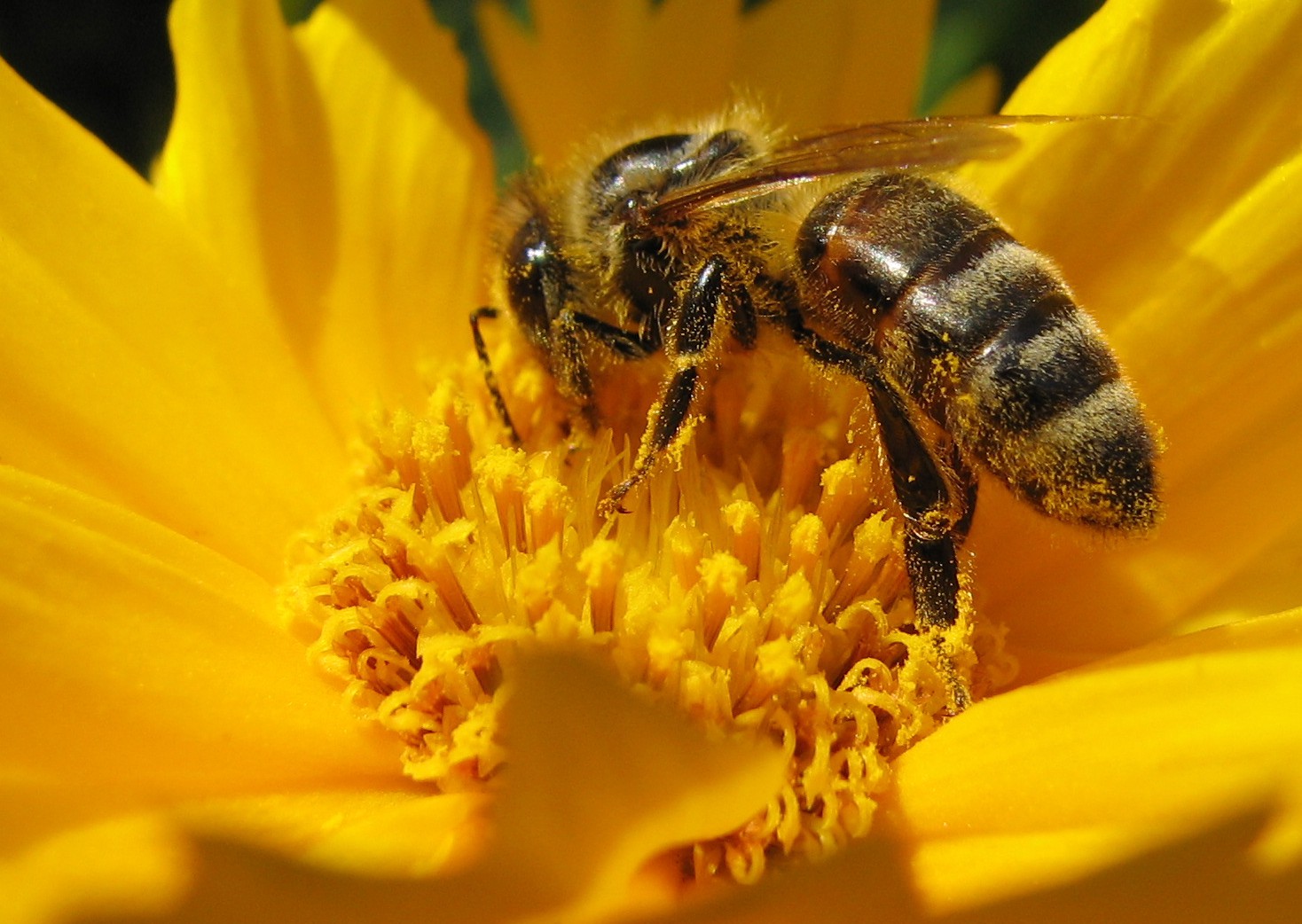 insect-pollination - Gardening ABC
