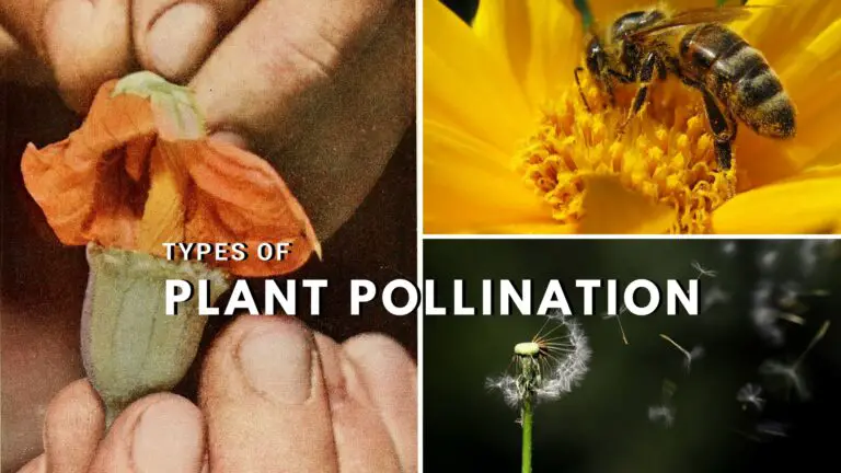 What is Pollination Different Types of Plant Pollination