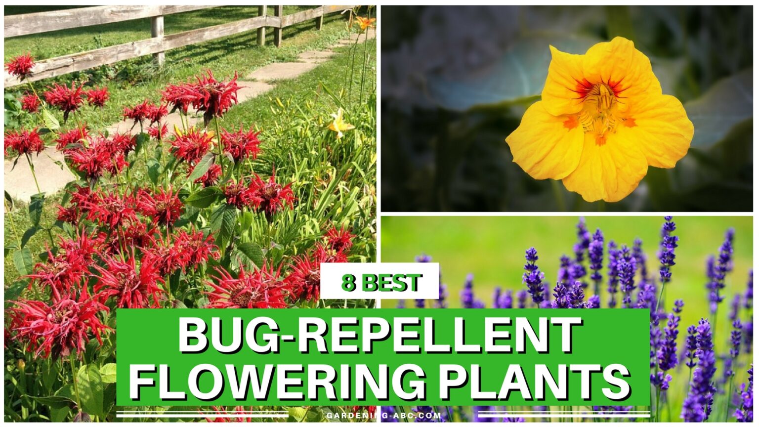 8 Flowers That Repel Bugs And Look Amazing In The Garden