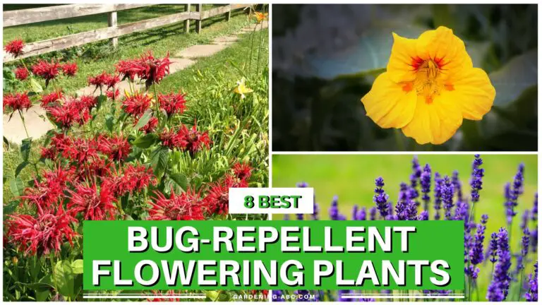 8 Flowers That Repel Bugs and Look Amazing in The Garden