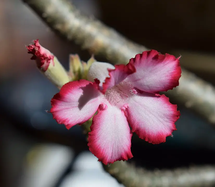 drought tolerant plants