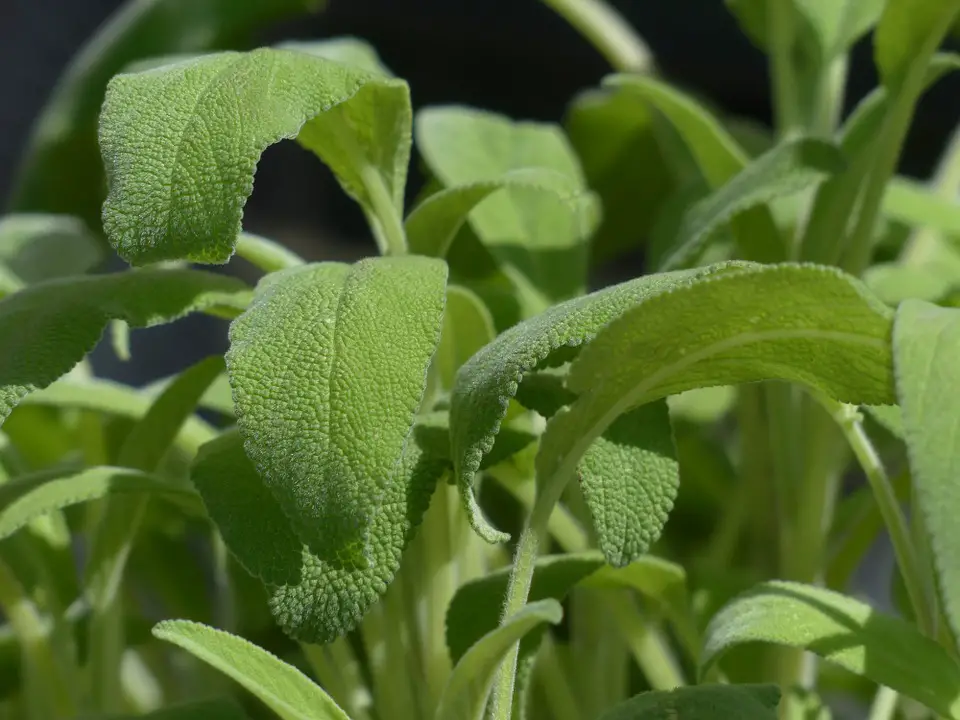 sage as a companion plant