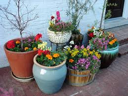Container gardening in display container gardening basics