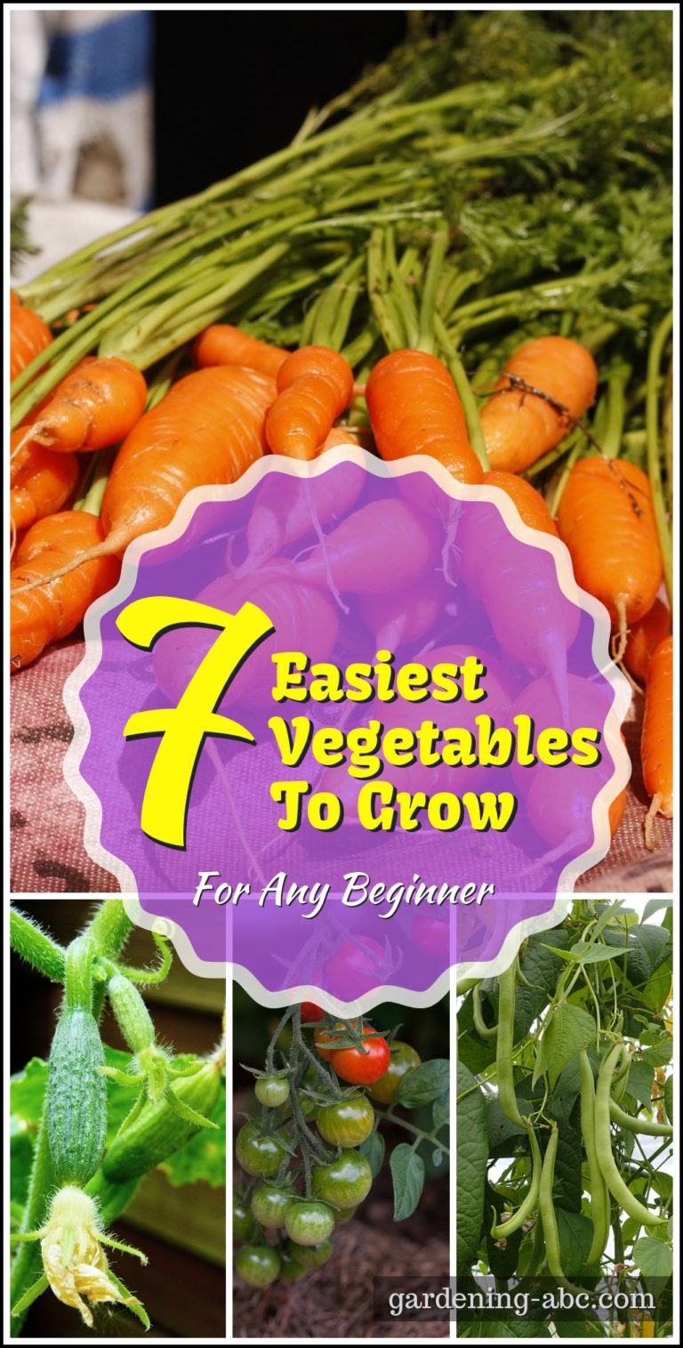 7 Easiest Vegetables to Grow For Any Gardener Ideal For Beginners
