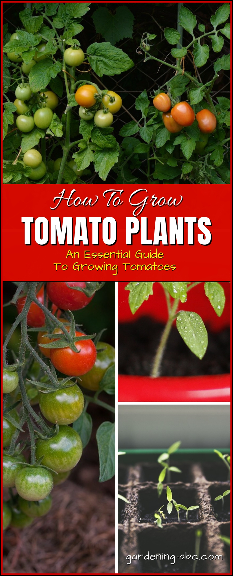 How to grow tomato plants