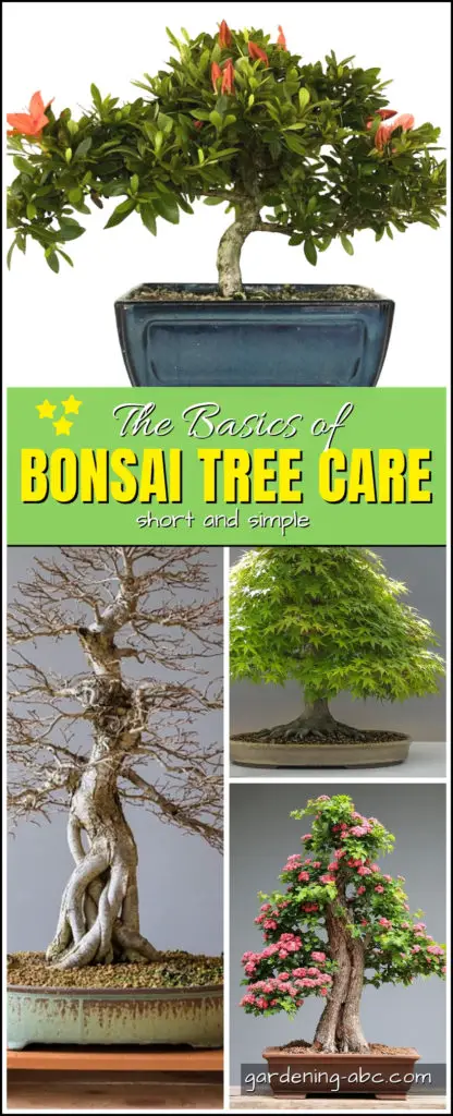 What are bonsai plants