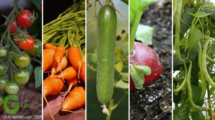EASIEST VEGETABLES TO GROW IN NORTHEAST OHIO visual data 5