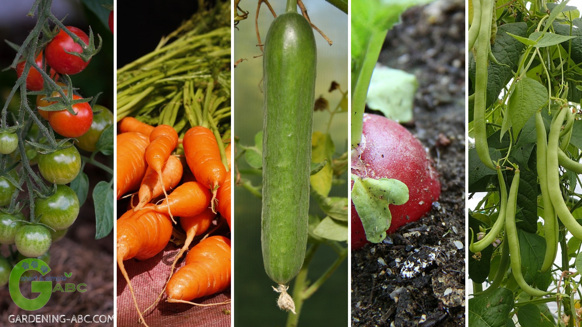 7 Easiest Vegetables To Grow For Any Gardener Ideal For Beginners ...