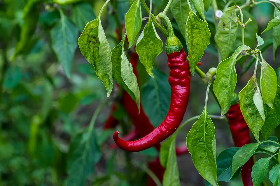 what is a kitchen garden