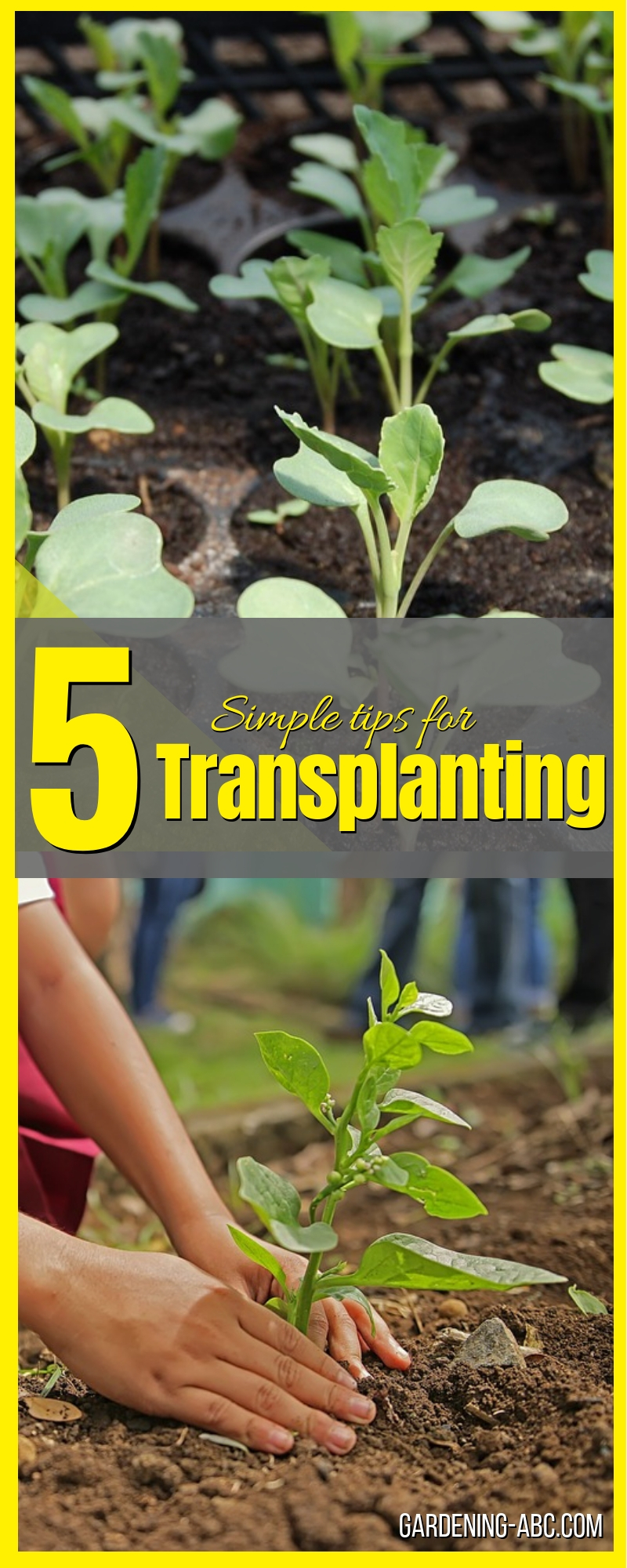 how to transplant seedlings