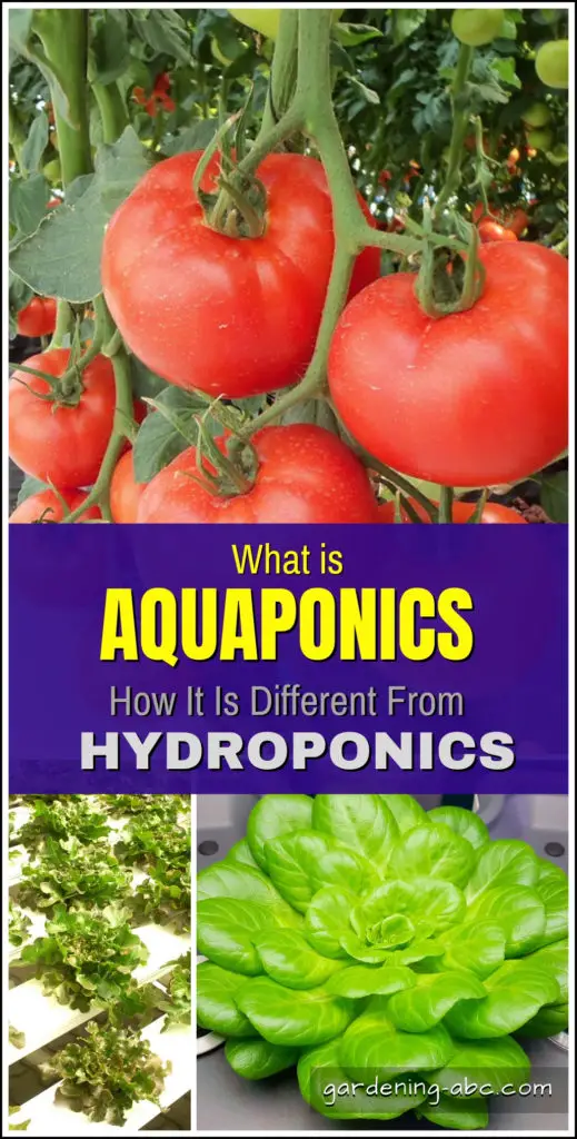 what is aquaponics