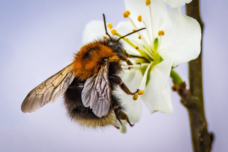Importance of Bees: How To Attract Bees To Garden